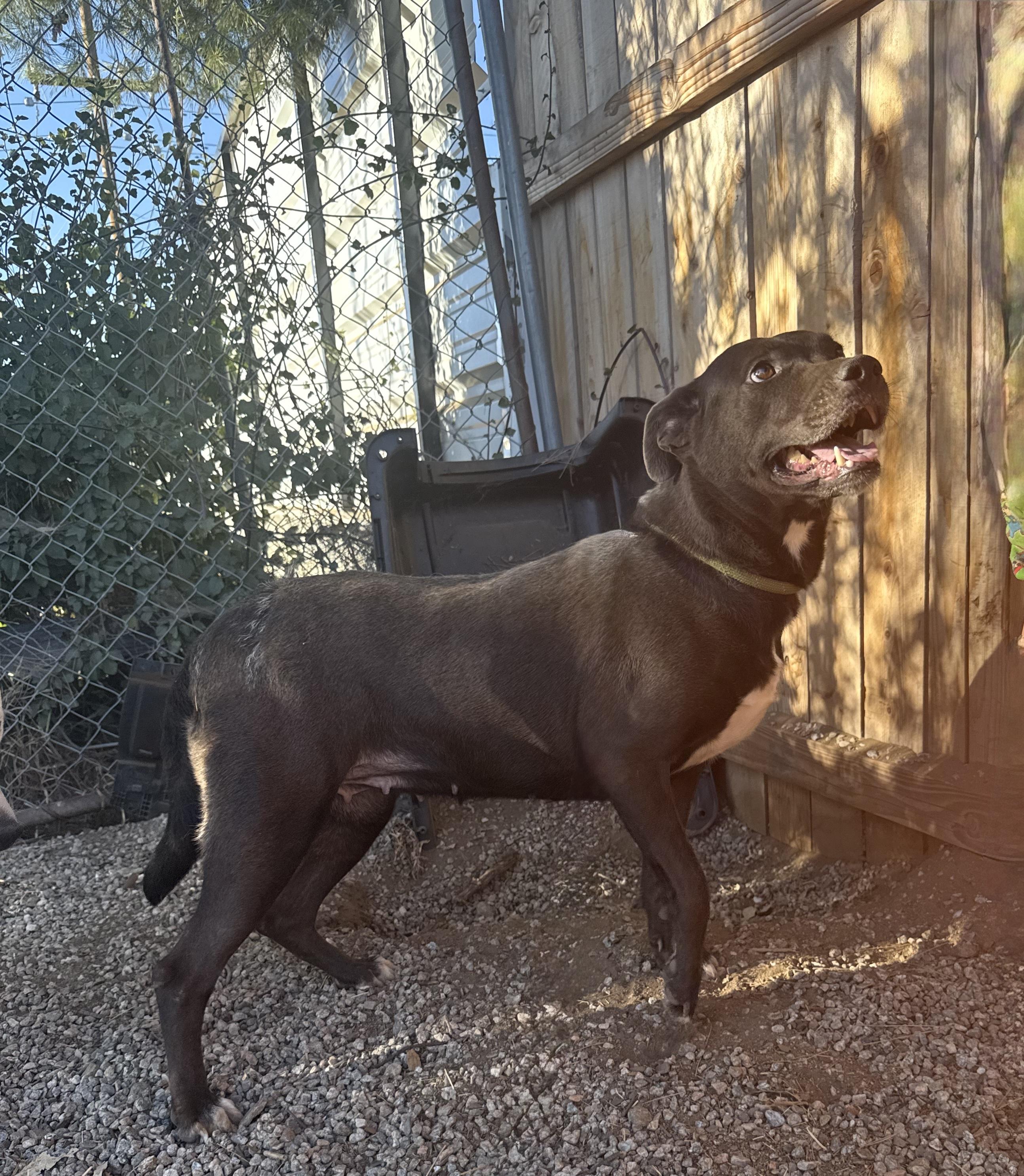Enlarge ANGEL, a ADOPTABLE Pit Bull Terrier in Portland , OR image 3/5