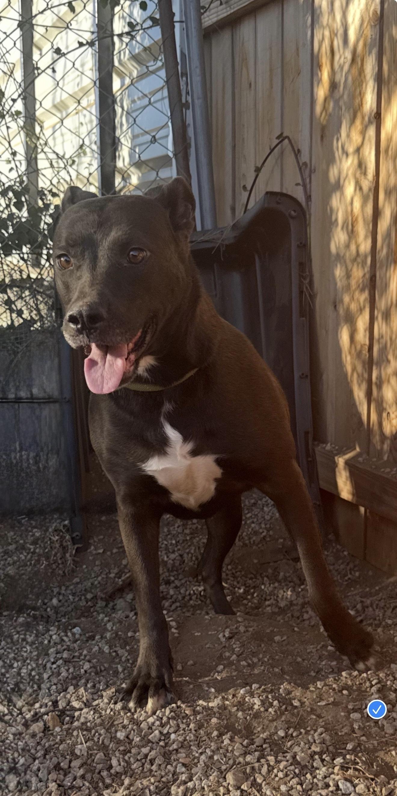 Enlarge ANGEL, a ADOPTABLE Pit Bull Terrier in Portland , OR image 2/5