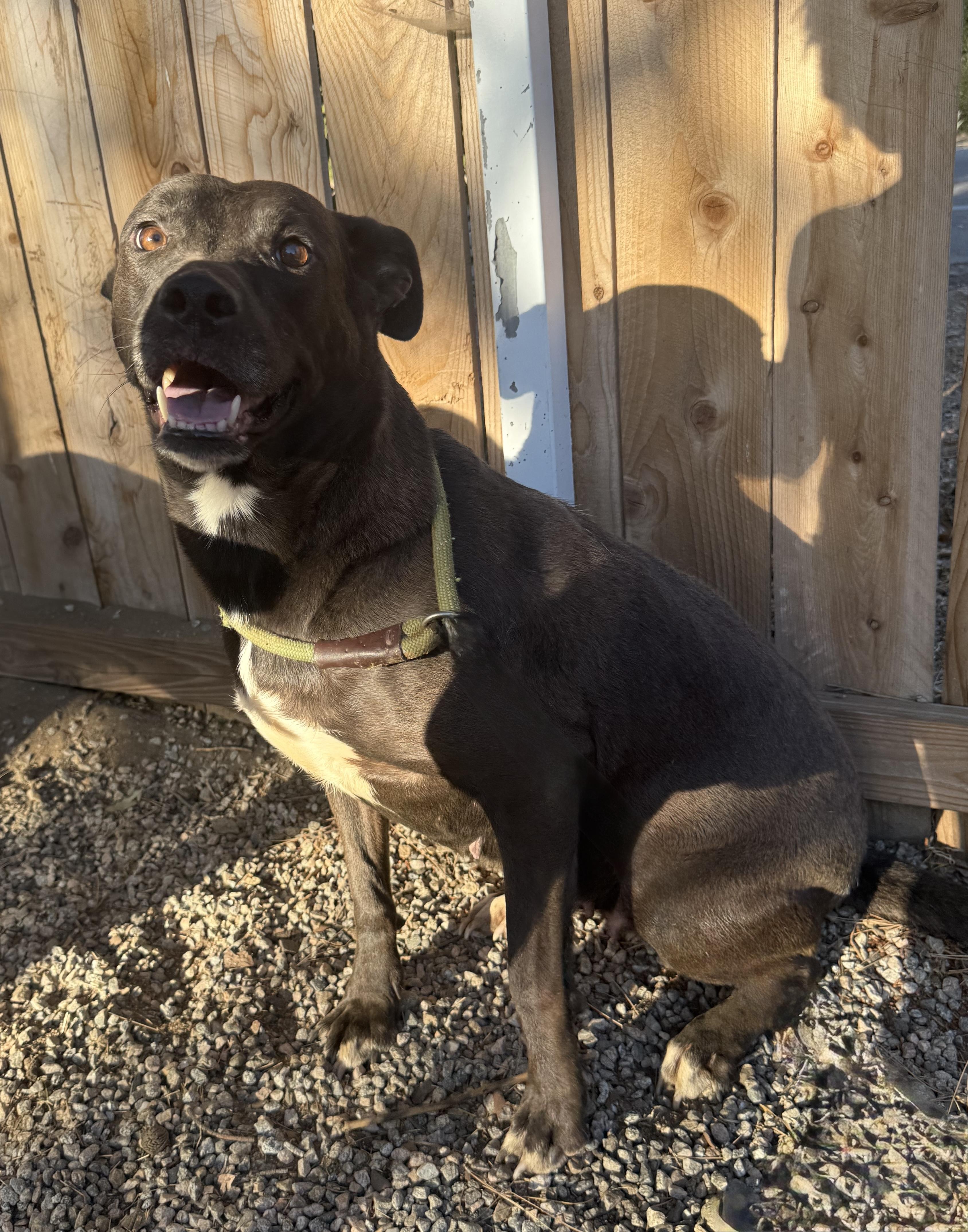 ANGEL, ADOPTABLE, Adult Female Pit Bull Terrier.