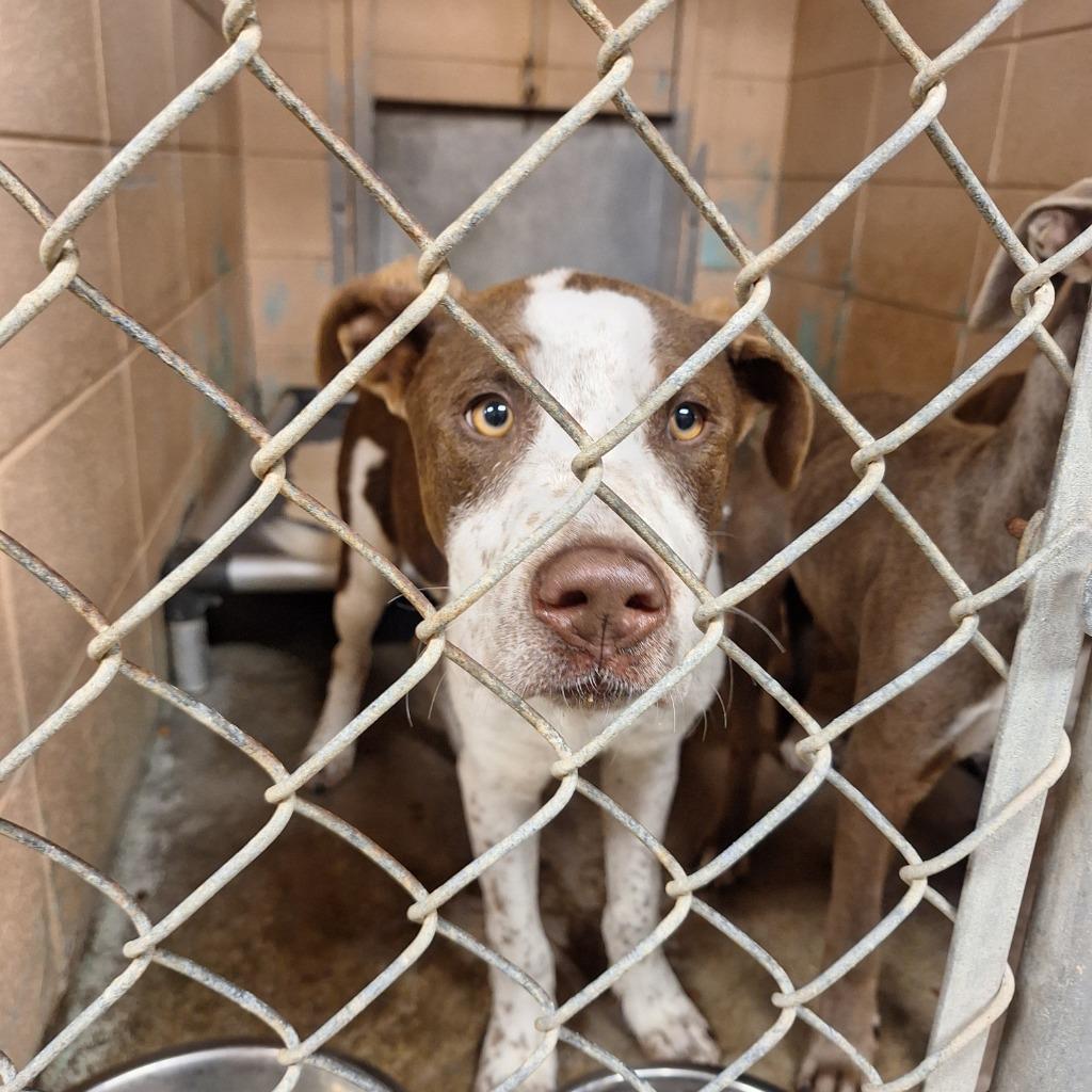 Enlarge Fred, a Adoptable Labrador Retriever in Gautier, MS image 1/2