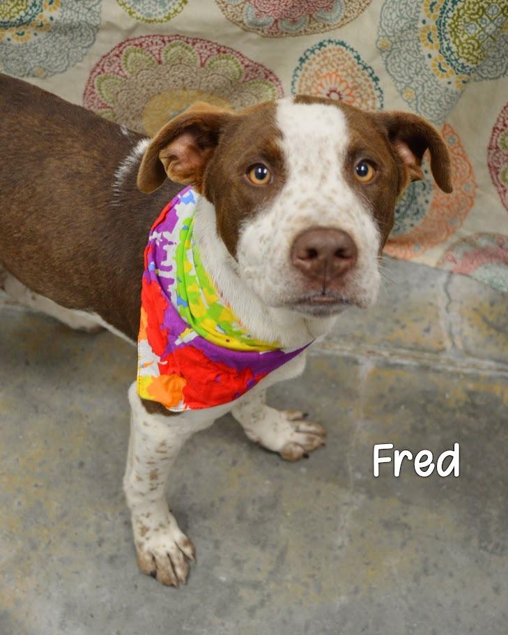 Enlarge Fred, a Adoptable Labrador Retriever in Gautier, MS image 2/2