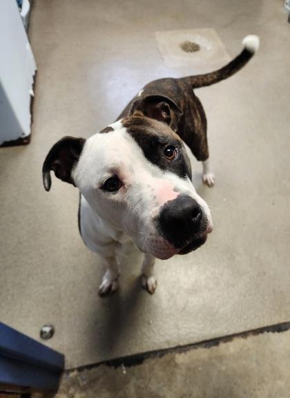 Grady, Adult Male unknown
