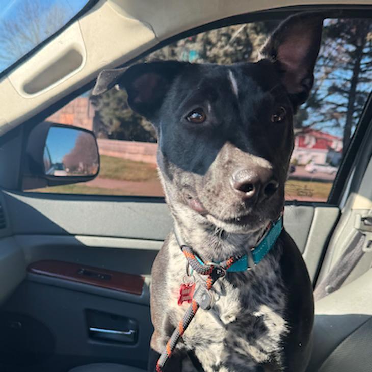 Enlarge Beaux, a Adoptable mixed breed in Ferndale, MI image 1/6