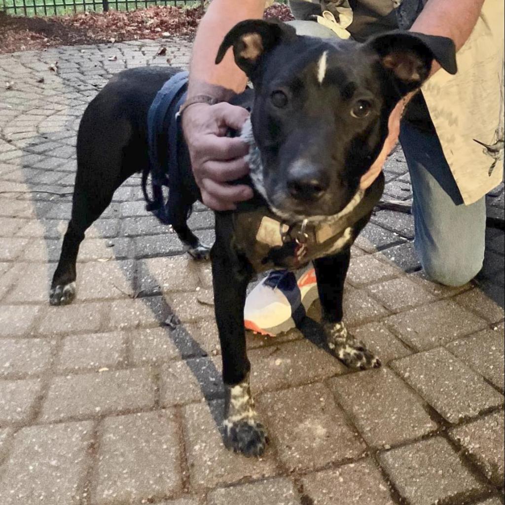 Enlarge Beaux, a Adoptable mixed breed in Ferndale, MI image 2/6