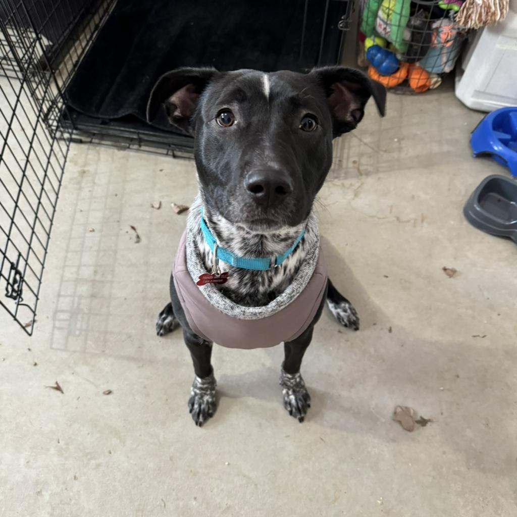 Enlarge Beaux, a Adoptable mixed breed in Ferndale, MI image 3/6