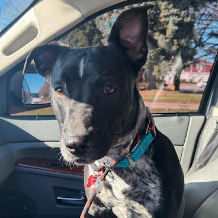 Enlarge Beaux, a Adoptable mixed breed in Ferndale, MI image 4/6