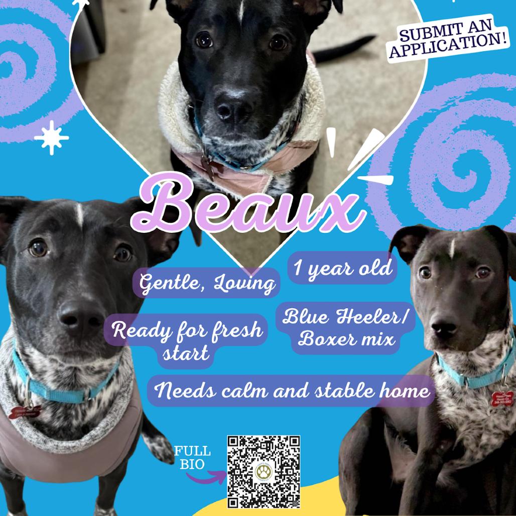 Enlarge Beaux, a Adoptable mixed breed in Ferndale, MI image 5/6