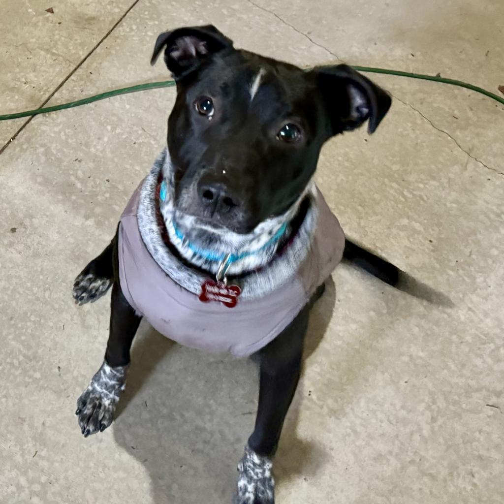 Enlarge Beaux, a Adoptable mixed breed in Ferndale, MI image 6/6