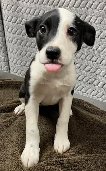 Cupcake Cassidy, Adoptable, Puppy Female Mixed Breed & Mixed Breed.
