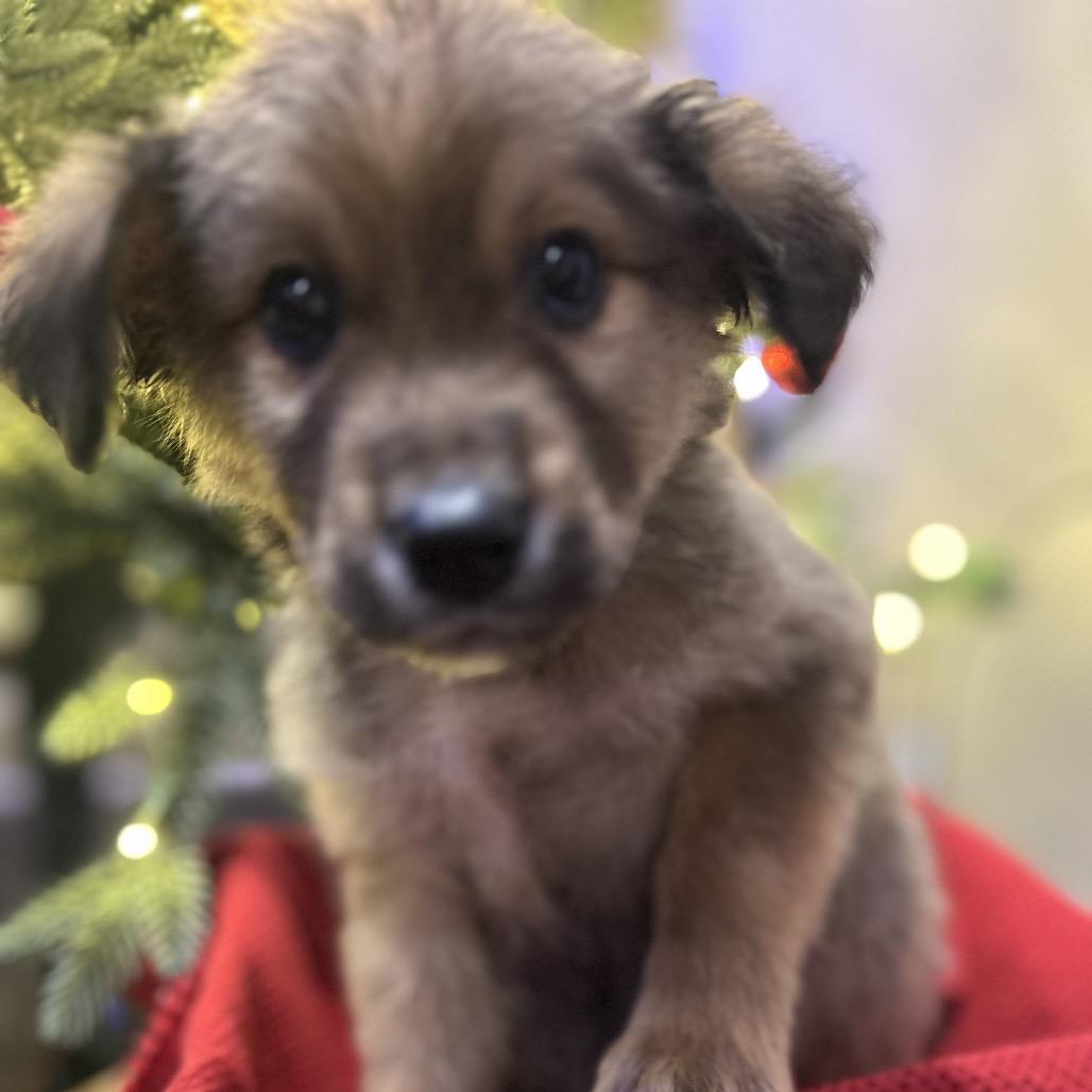 Flick, Adoptable, Puppy Male Australian Shepherd & Cattle Dog.