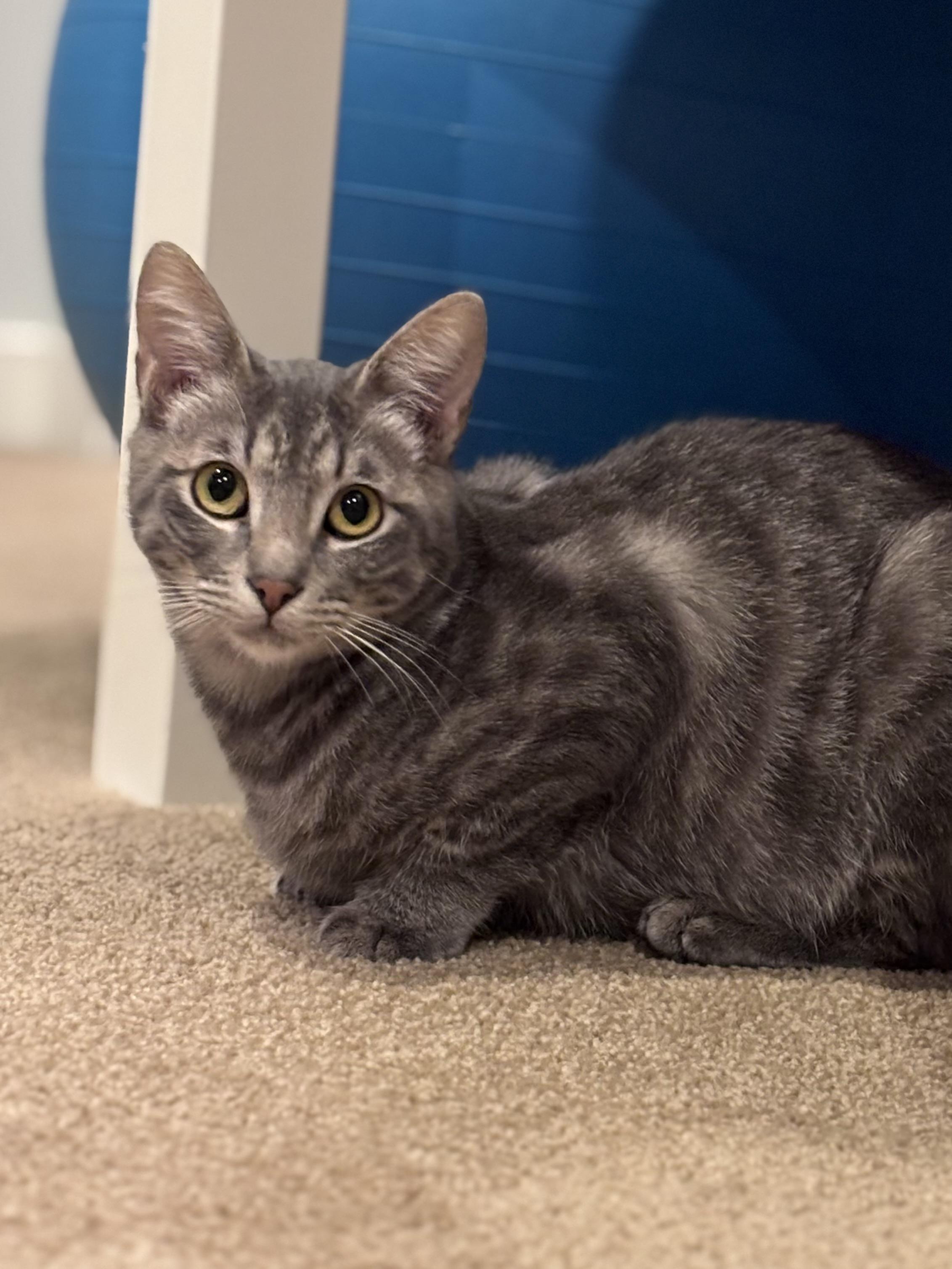 Buck, Young Male Domestic Short Hair