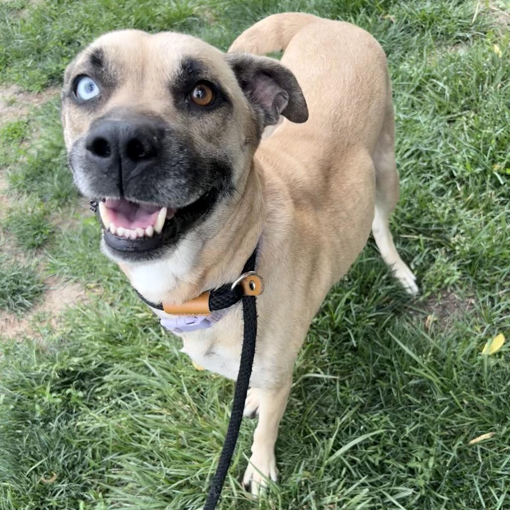 Miss Judge, Adoptable, Adult Female Husky & Mixed Breed.