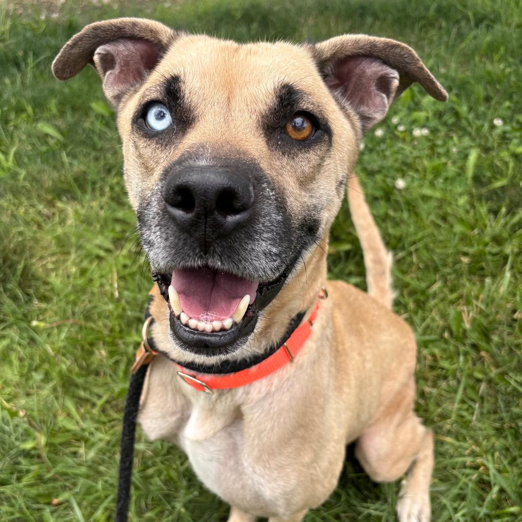 Miss Judge, a Adoptable mixed breed in St Joseph, MO image 2/4