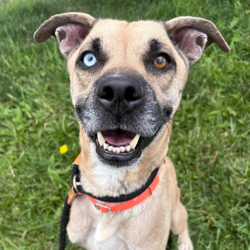 Miss Judge, a Adoptable mixed breed in St Joseph, MO image 3/4
