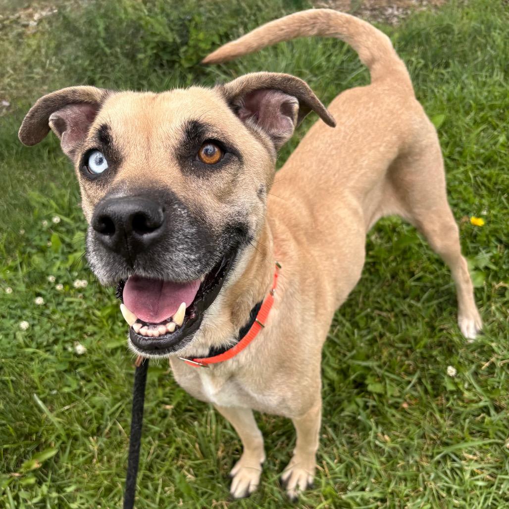 Miss Judge, a Adoptable mixed breed in St Joseph, MO image 4/4