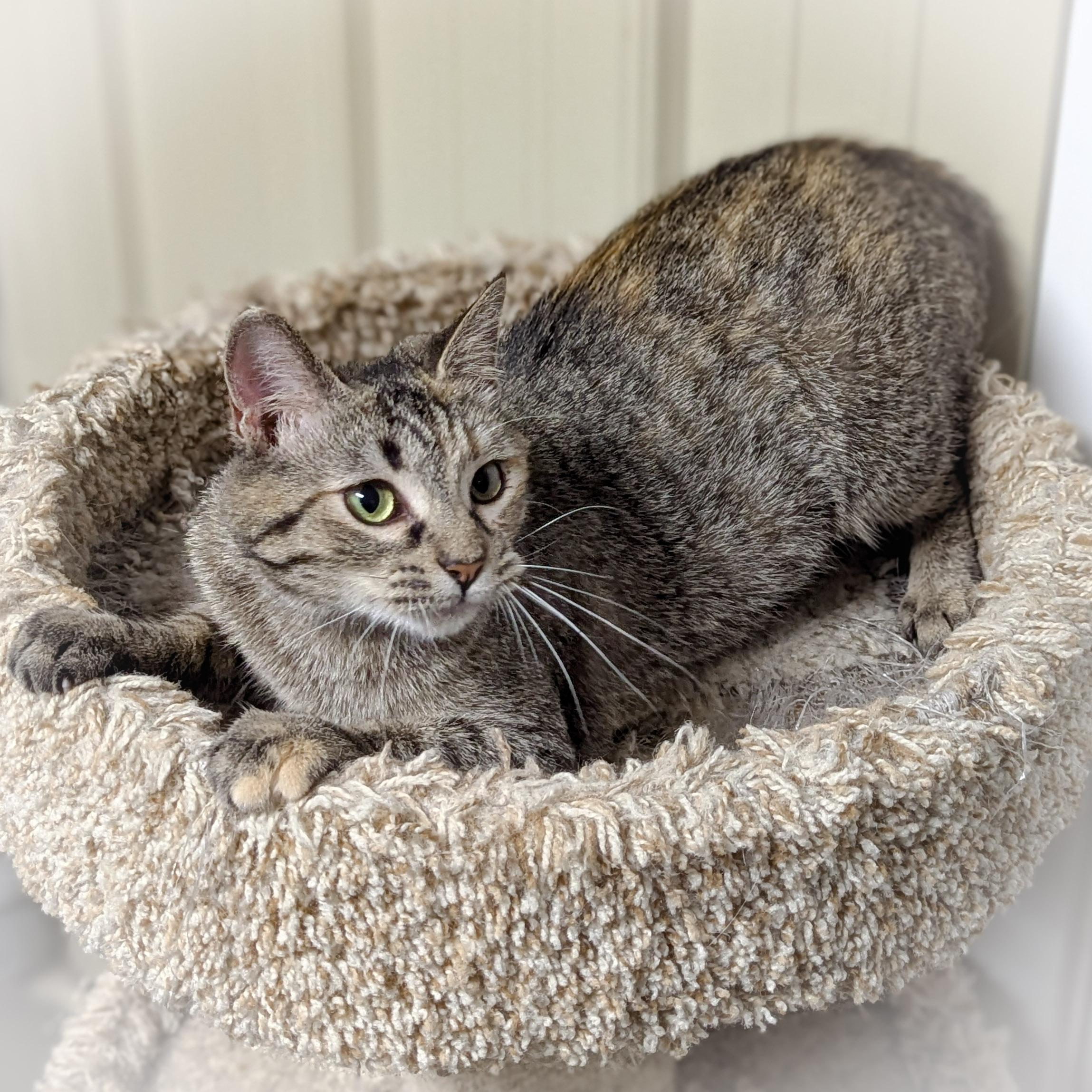 DeeDee, an adopted mixed breed in Griffith, IN image 2/4