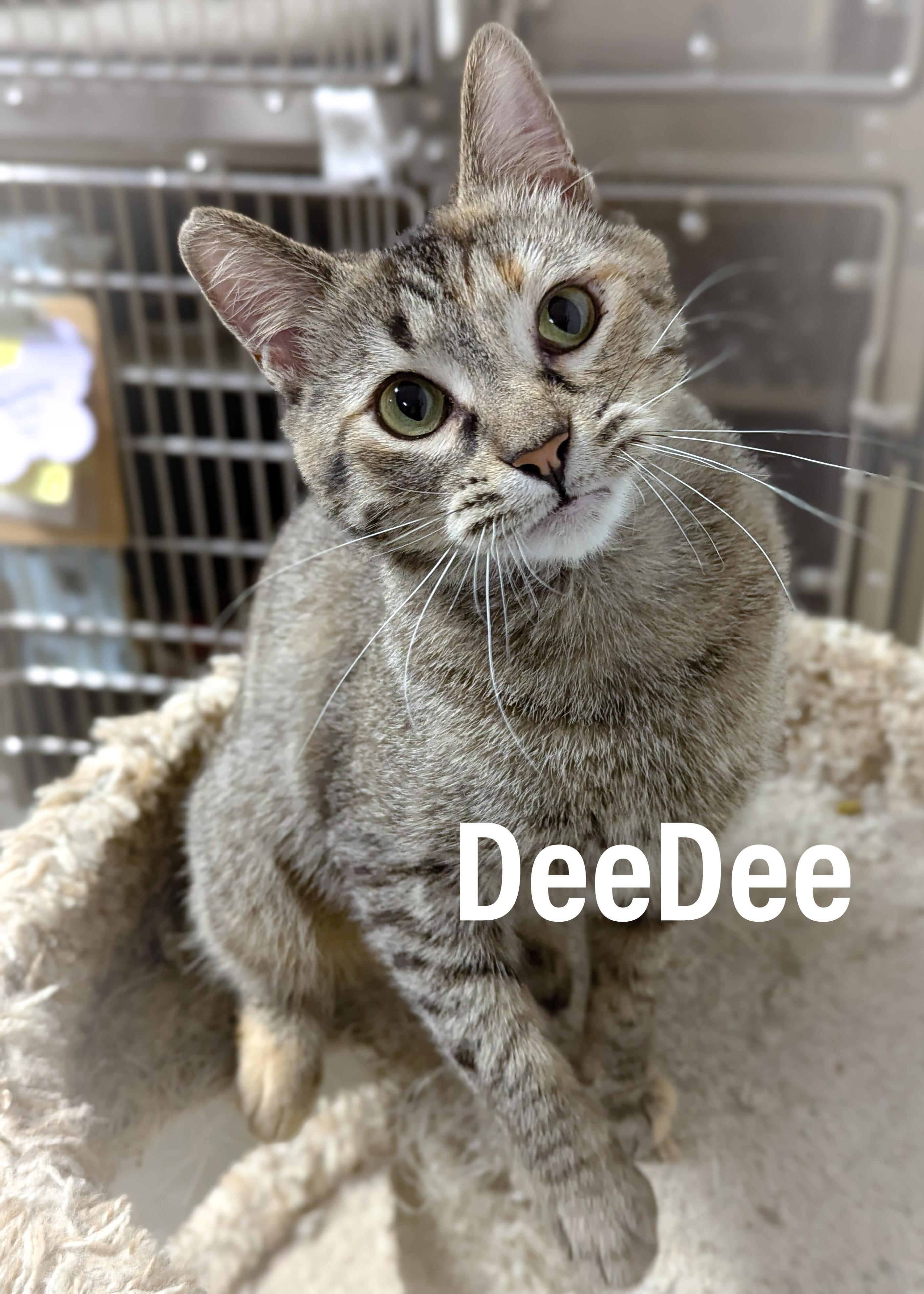 DeeDee, adopted, Young Female Domestic Short Hair & Tabby.
