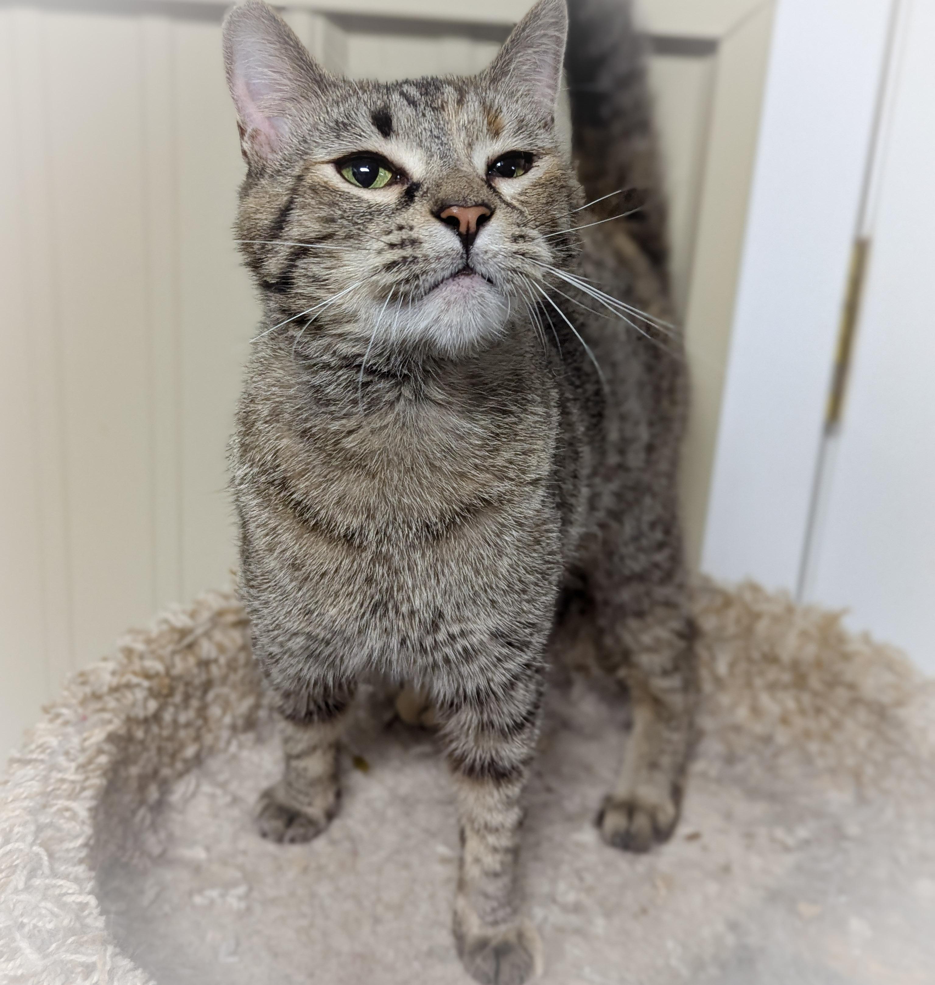DeeDee, an adopted mixed breed in Griffith, IN image 4/4