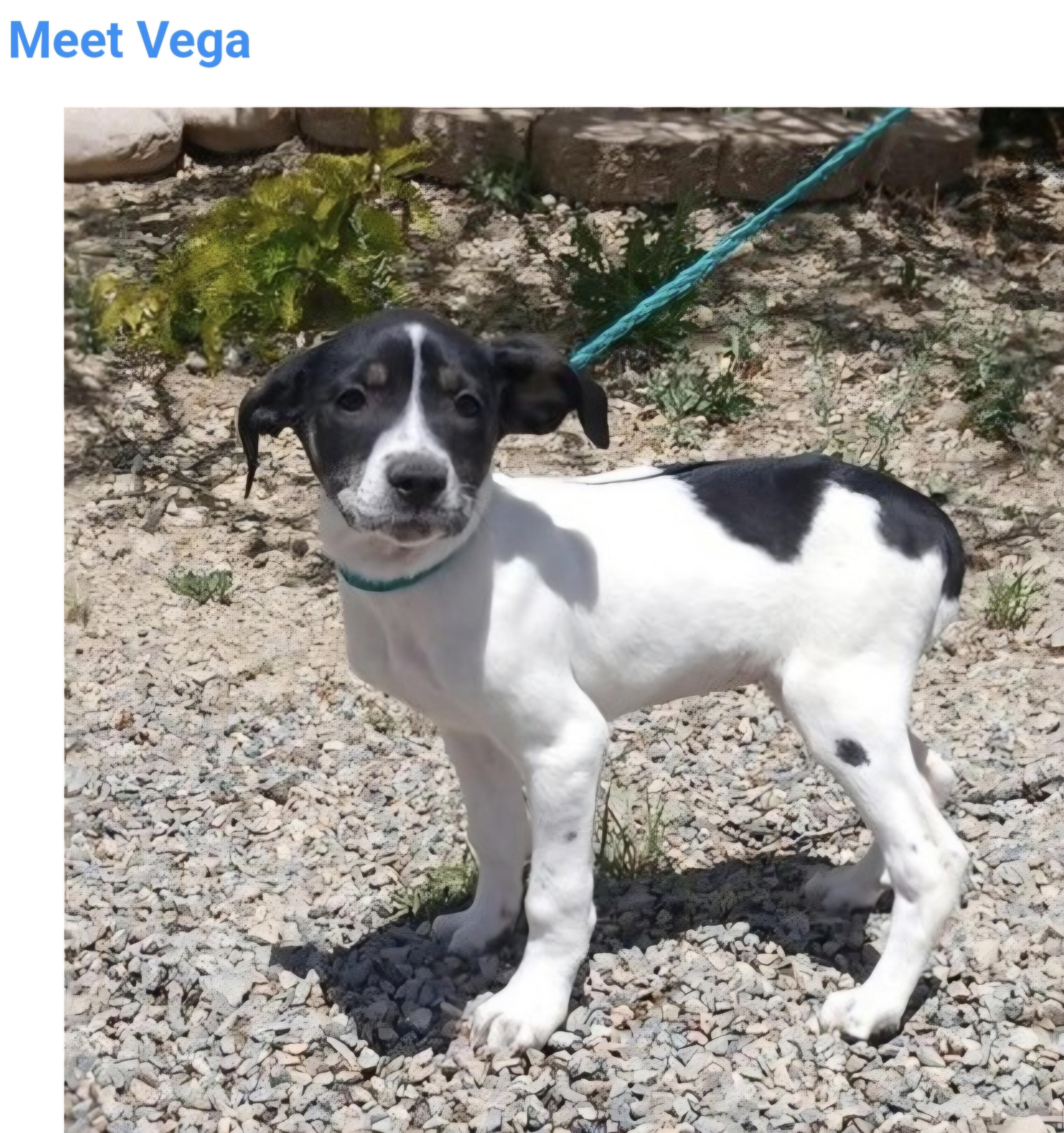 Vega, ADOPTABLE, Puppy Female German Shorthaired Pointer.