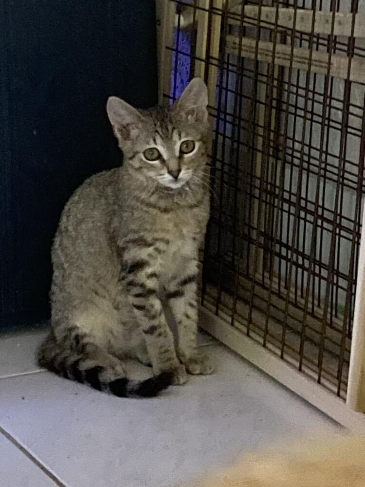 Enlarge Harley, a Adoptable Domestic Short Hair in Hudson, NH image 1/3