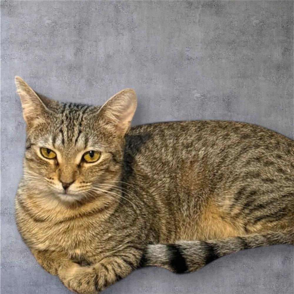 Harley, Adoptable, Kitten Male Domestic Short Hair.