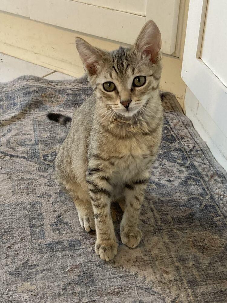 Enlarge Harley, a Adoptable Domestic Short Hair in Hudson, NH image 2/3