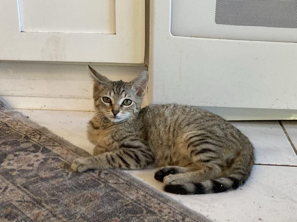 Enlarge Harley, a Adoptable Domestic Short Hair in Hudson, NH image 3/3