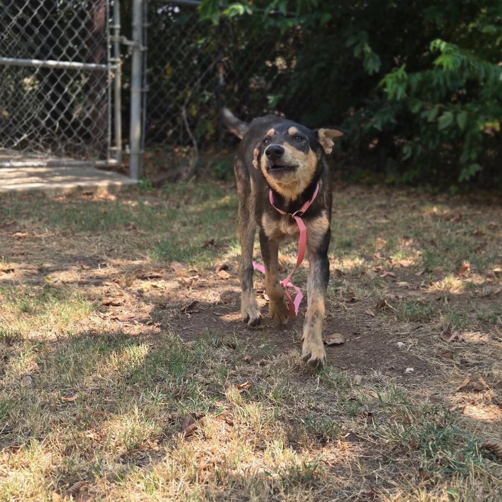 Coyote, Adoptable, Young Female Mixed Breed.