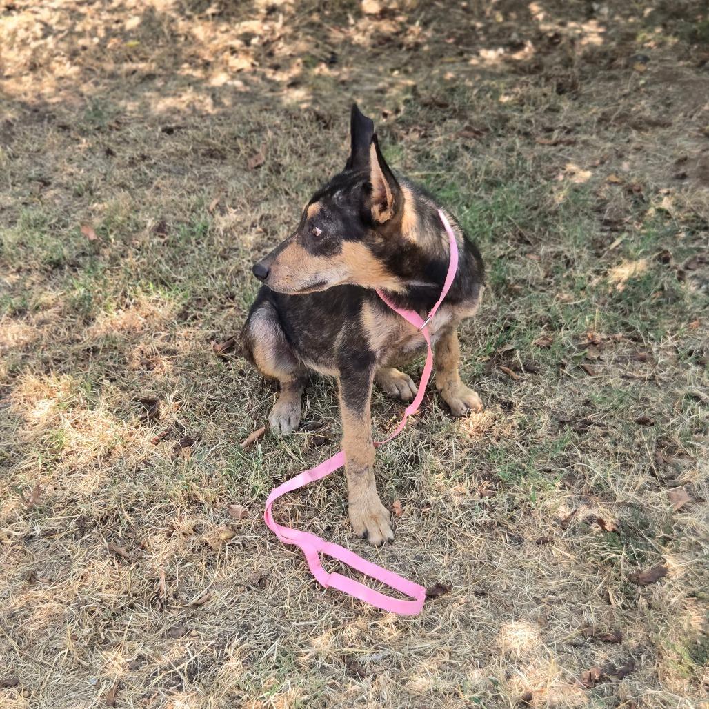 Coyote, a Adoptable Mixed Breed in Pauls Valley, OK image 2/4