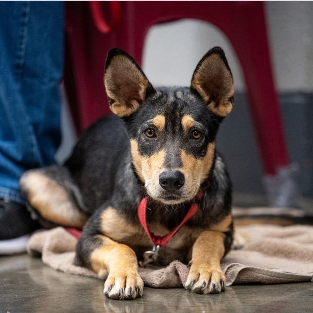 Enlarge Coyote, a Adoptable Mixed Breed in Pauls Valley, OK image 3/4