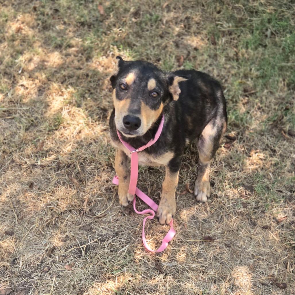 Coyote, a Adoptable Mixed Breed in Pauls Valley, OK image 4/4