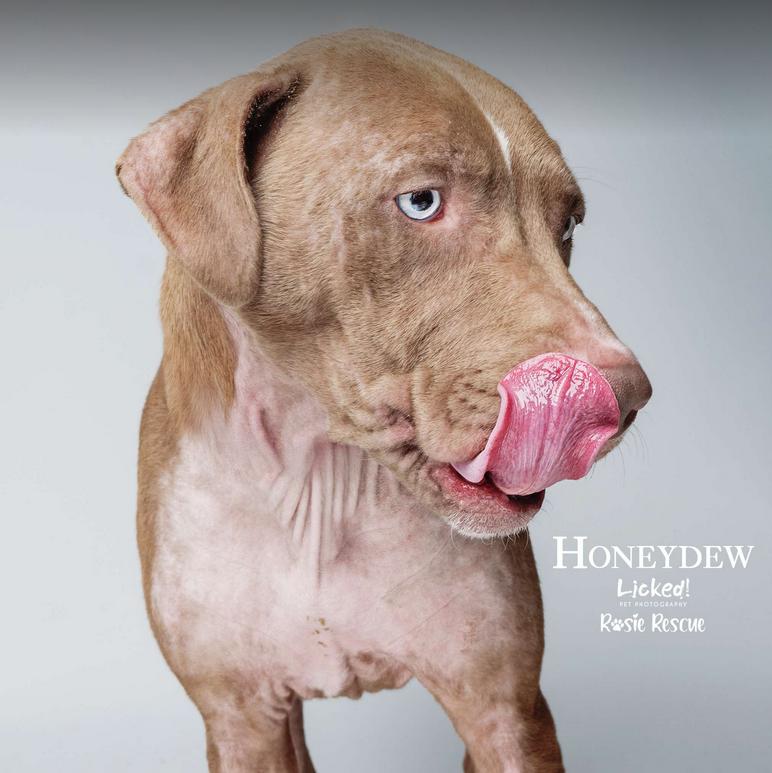 Honeydew photo 3