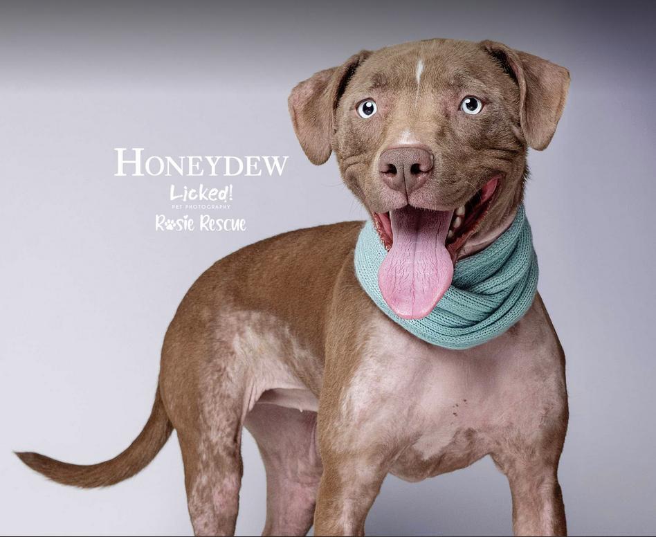Honeydew, Adult Female Pit Bull Terrier