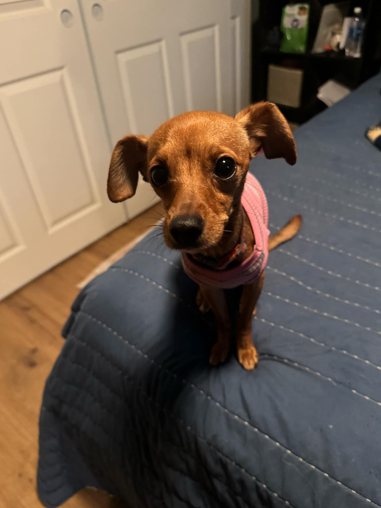 Gigi
