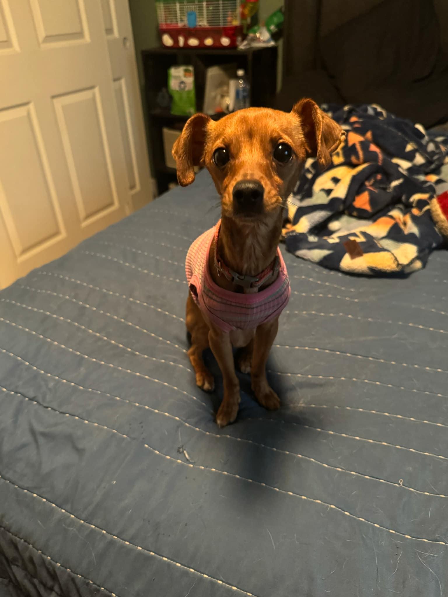 Gigi