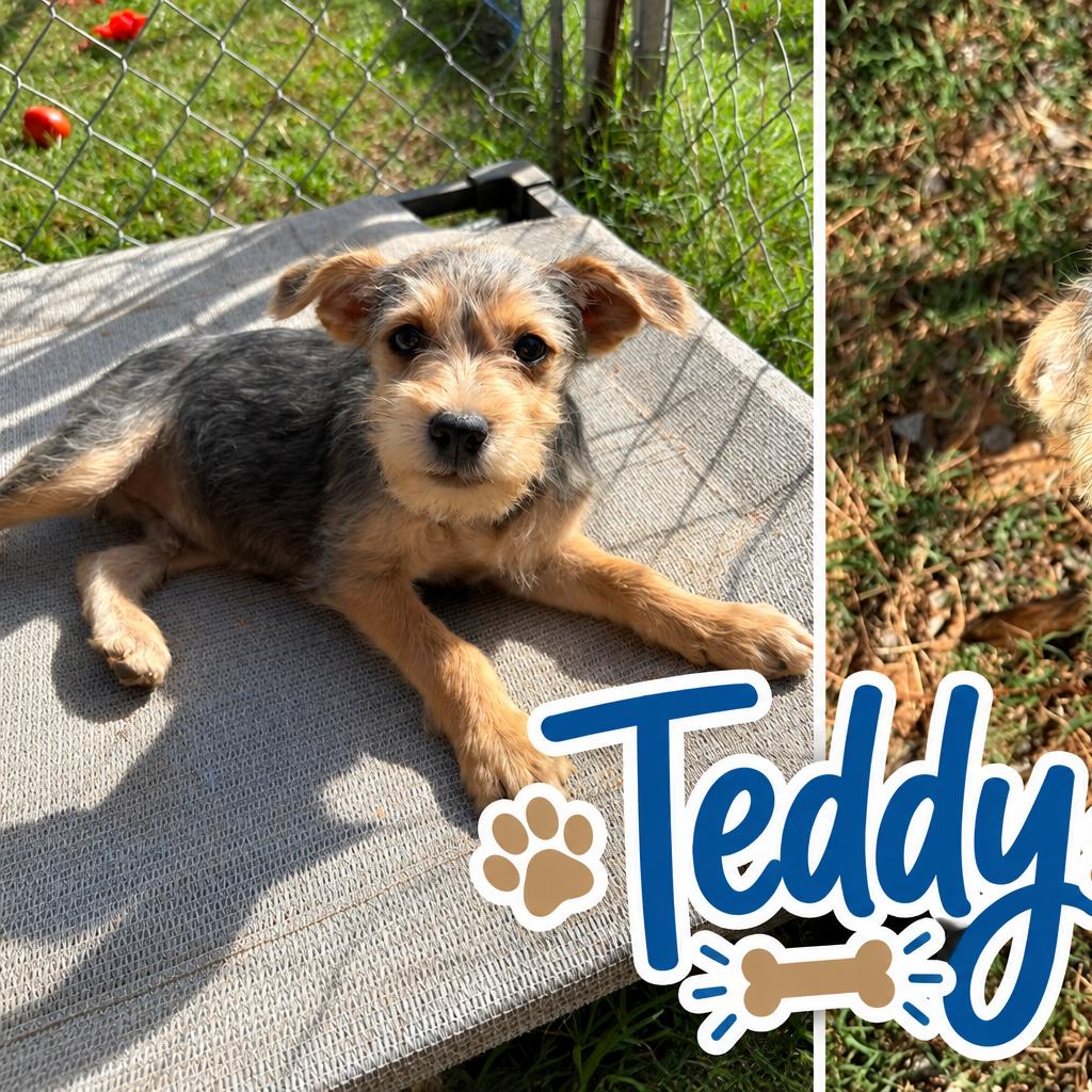 Teddy (in PA), Adoptable, Puppy Male Schnauzer & Feist.