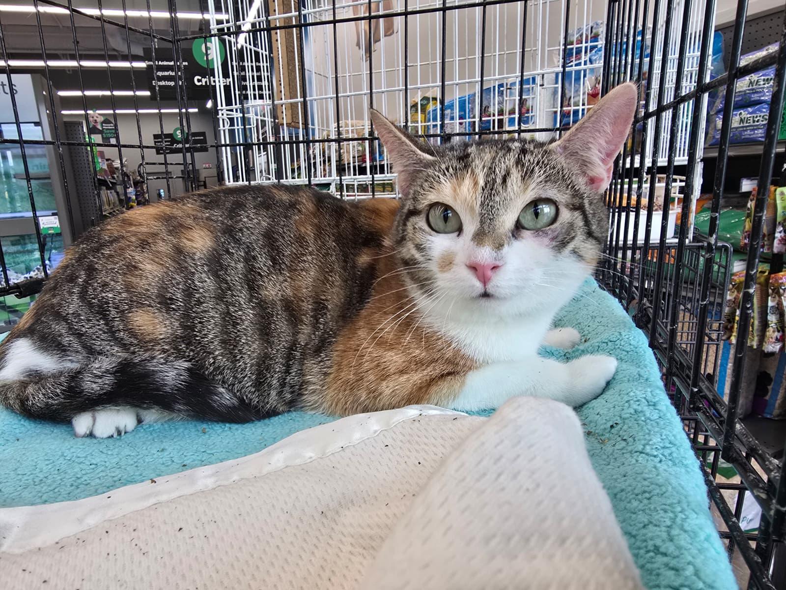Marcia, adopted, Adult Female Domestic Short Hair.