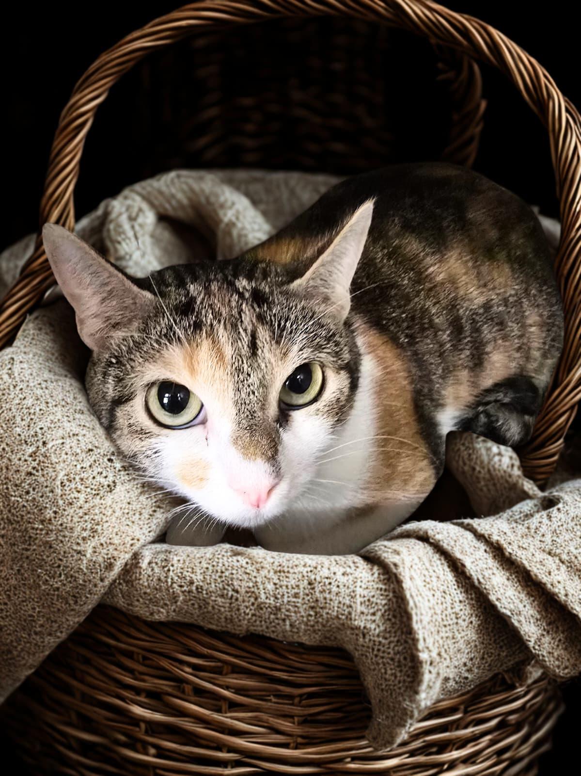 Enlarge Marcia, an adopted Domestic Short Hair in Nottingham, MD image 2/2