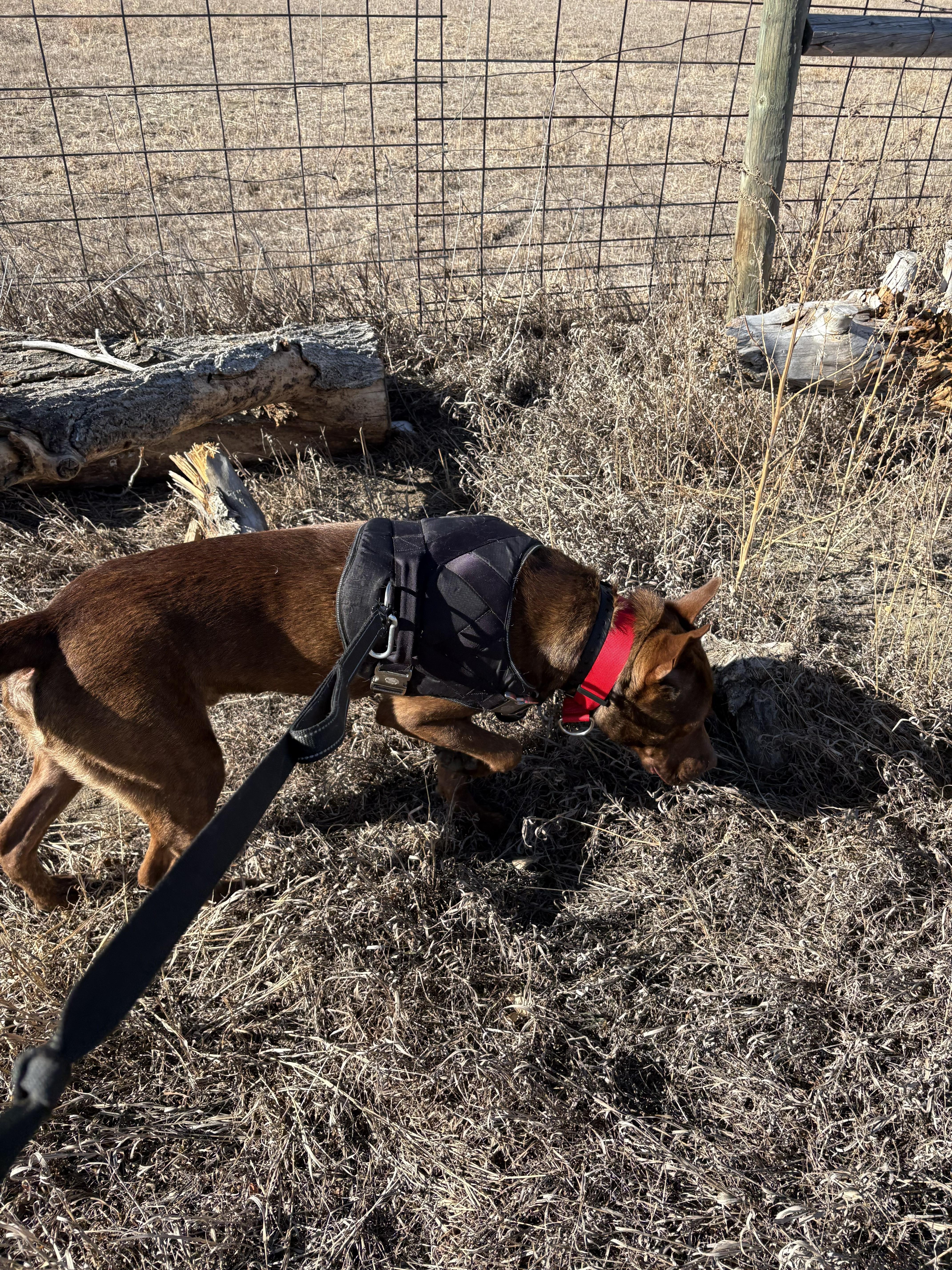 Enlarge Maximus, a Adoptable Pit Bull Terrier in Boulder, CO image 5/5