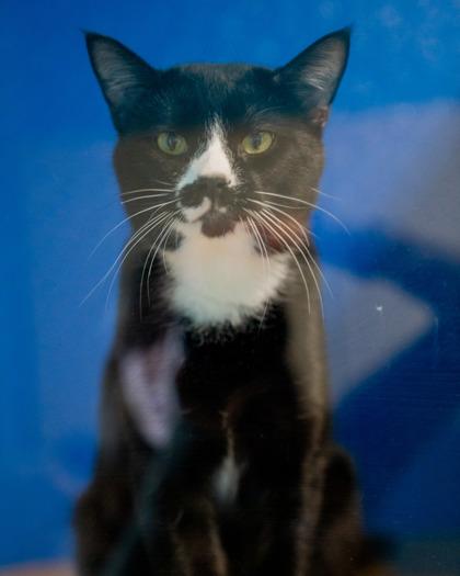 Enlarge Ivan, a Adoptable mixed breed in Pequot Lakes, MN image 1/2