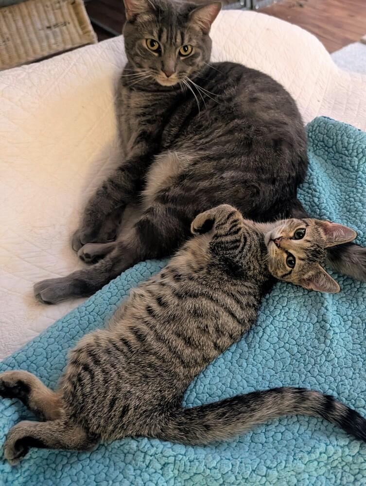 Enlarge Sloane, a Adoptable Domestic Short Hair in Louisa, VA image 3/6