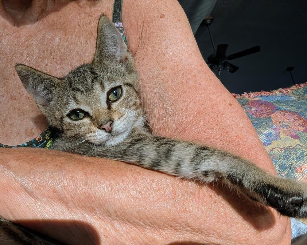 Enlarge Sloane, a Adoptable Domestic Short Hair in Louisa, VA image 4/6
