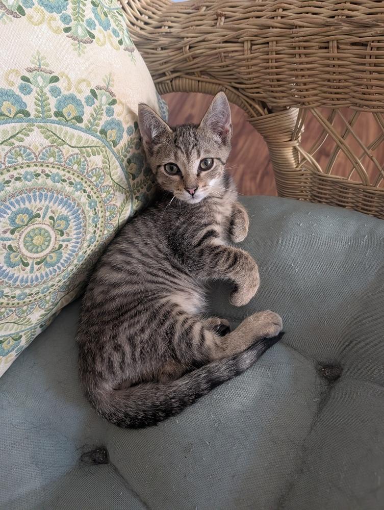 Enlarge Sloane, a Adoptable Domestic Short Hair in Louisa, VA image 5/6