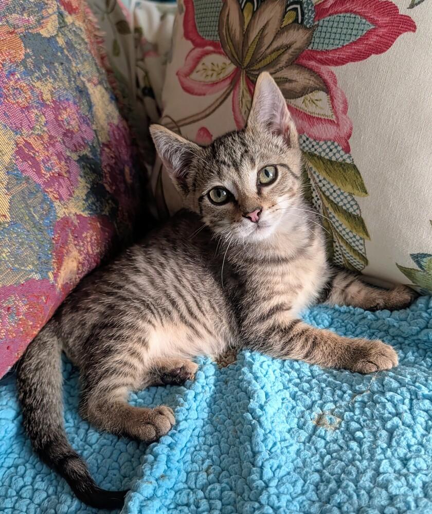 Enlarge Sloane, a Adoptable Domestic Short Hair in Louisa, VA image 6/6