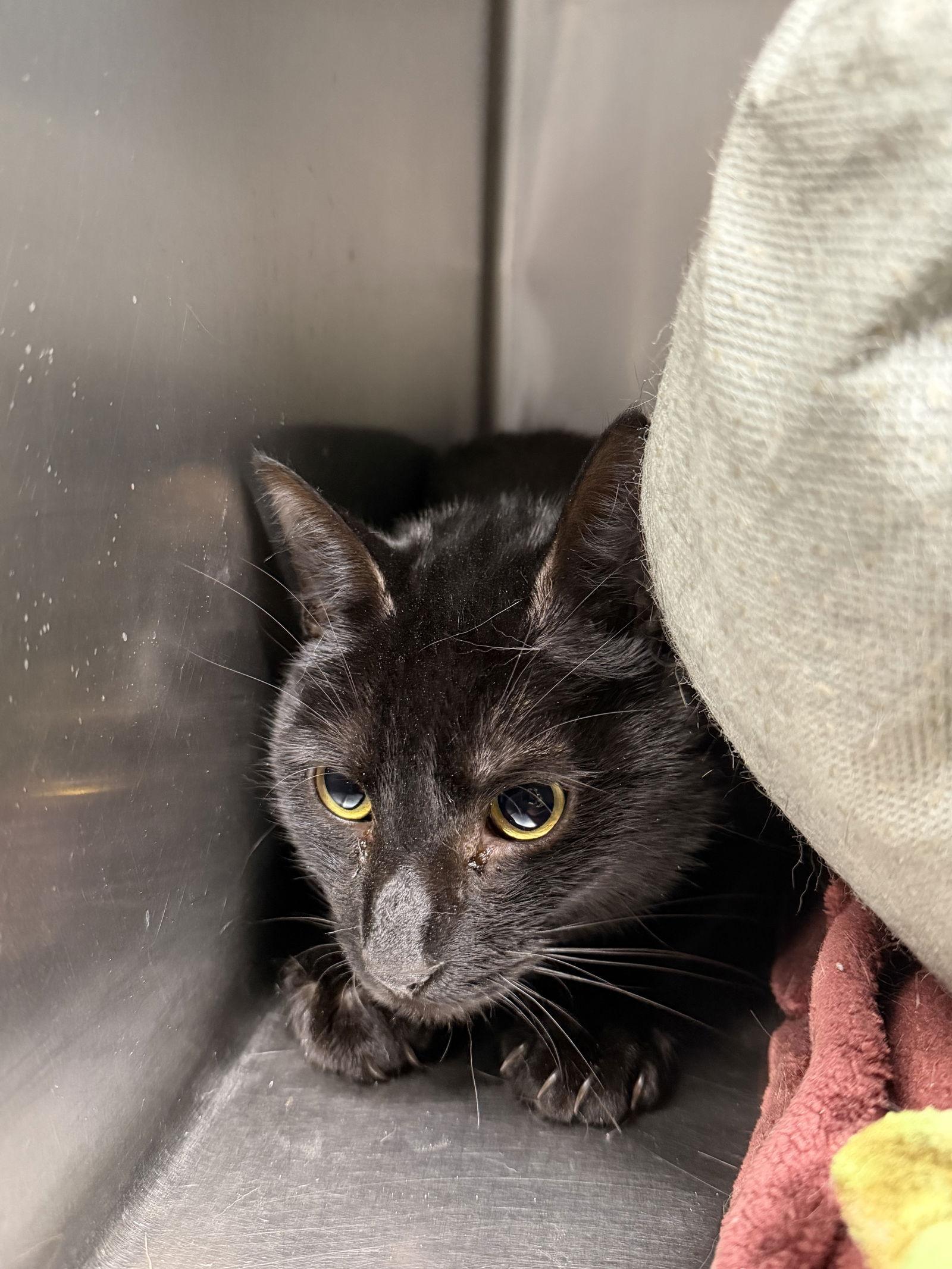 Oreo, Adoptable, Adult Male Domestic Short Hair.