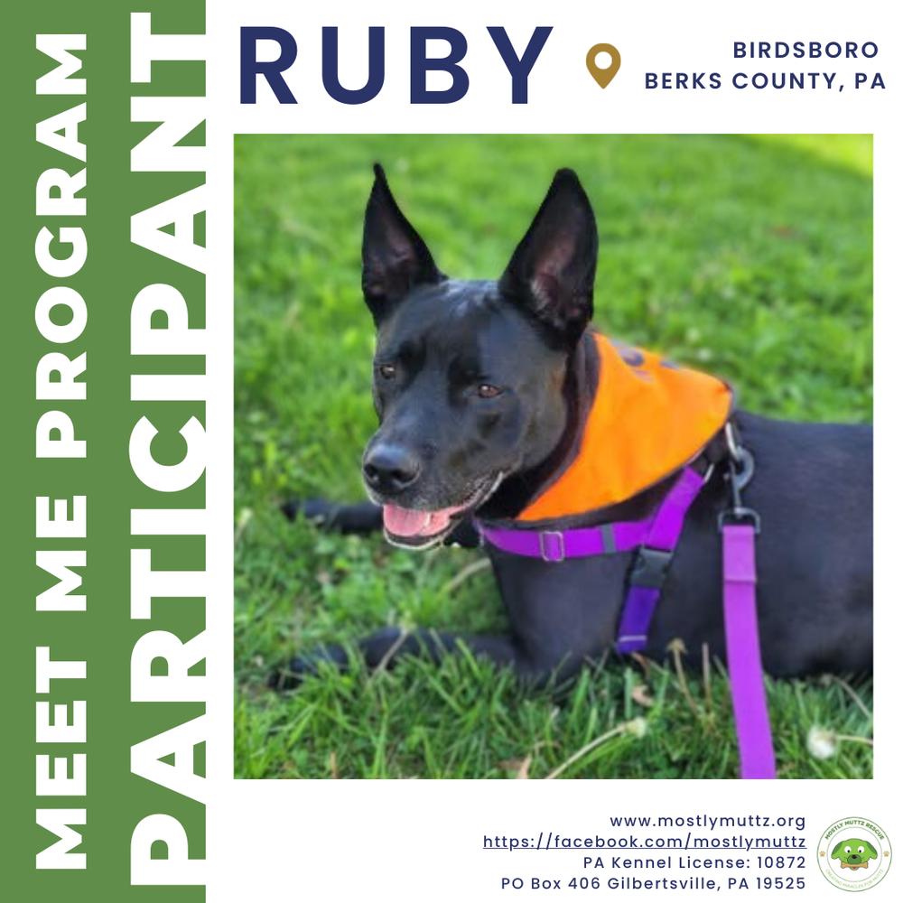 Ruby (fka Poutine), Adoptable, Adult Female Labrador Retriever.