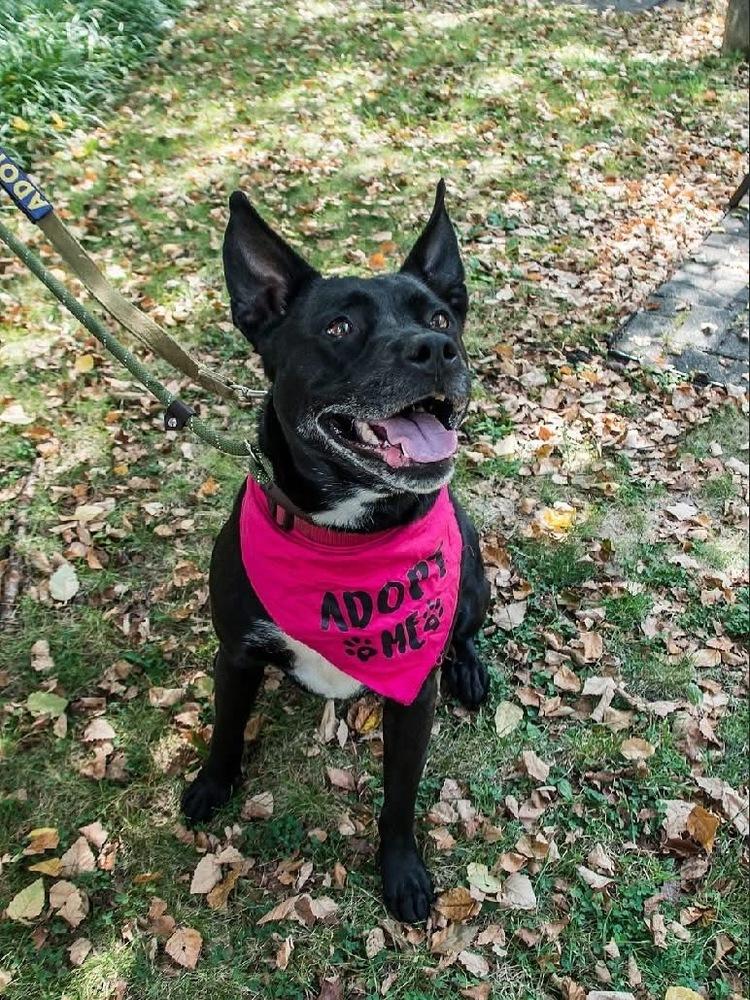 Enlarge Ruby (fka Poutine), a Adoptable mixed breed in Pottstown, PA image 2/6