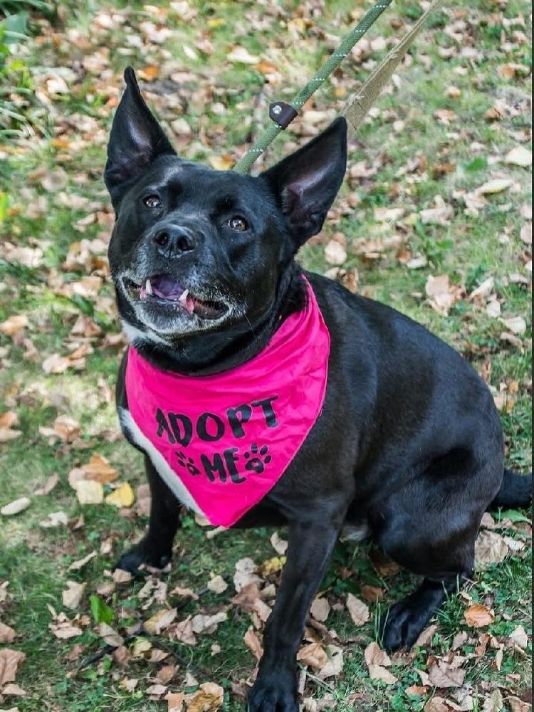 Enlarge Ruby (fka Poutine), a Adoptable mixed breed in Pottstown, PA image 3/6