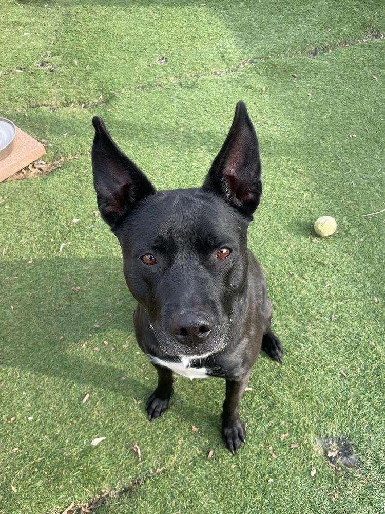 Enlarge Ruby (fka Poutine), a Adoptable mixed breed in Pottstown, PA image 4/6