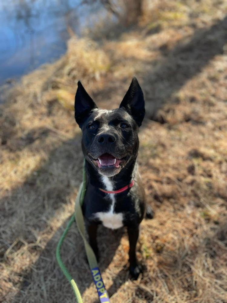 Enlarge Ruby (fka Poutine), a Adoptable mixed breed in Pottstown, PA image 5/6
